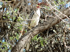 Tockus damarensis