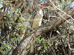 Tockus damarensis