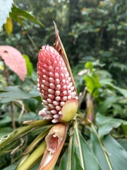 Alpinia shimadae