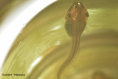 Polypedates megacephalus