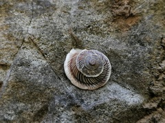 Pseudiberus tectumsinense tectumsinense