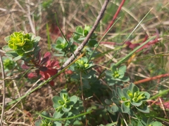 Euphorbia portlandica
