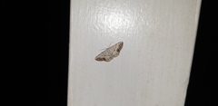 Scopula innocens