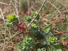 Euphorbia portlandica