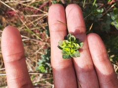 Euphorbia portlandica