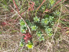 Euphorbia portlandica