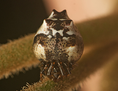 Phoroncidia sextuberculata