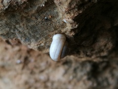 Cathaica richthofeni