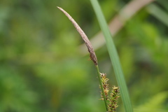 Carex dispalata