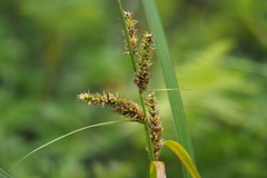 Carex dispalata