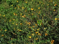 Pultenaea maritima