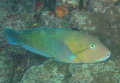 Choerodon schoenleinii