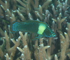 Tubelip Wrasse photo 3