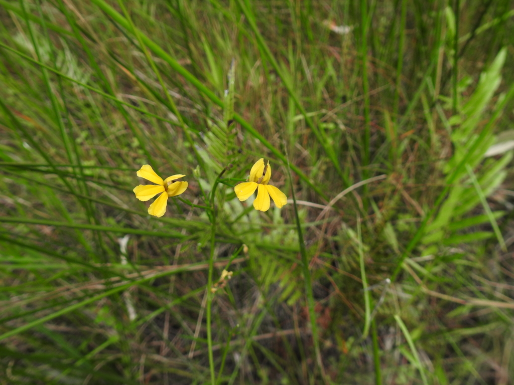 branched goodenia from Boonooroo Plains QLD 4650, Australia on April 18 ...