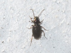 Bembidion properans
