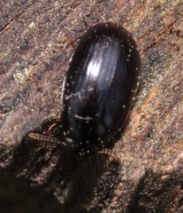 Platydema violacea