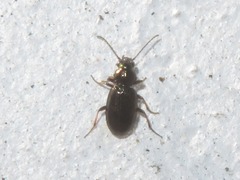Bembidion properans