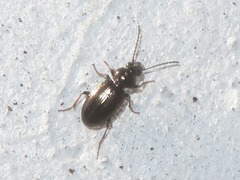 Bembidion properans