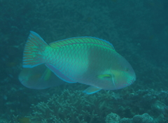 Scarus rivulatus