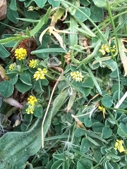 Medicago