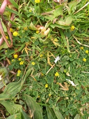 Medicago