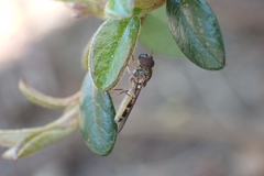 Melanostoma