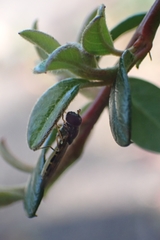 Melanostoma