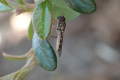 Melanostoma