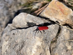 Dictyoptera