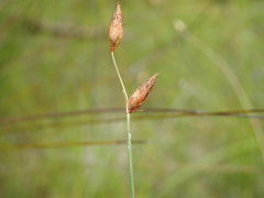 Fimbristylis tristachya