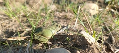Hyla intermedia perrini
