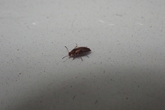 Anaspis