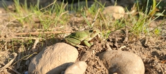 Hyla intermedia perrini