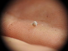 Fimbristylis tristachya