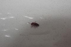 Anaspis