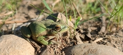 Hyla intermedia perrini