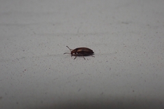 Anaspis