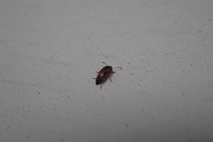 Anaspis