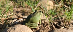 Hyla intermedia perrini