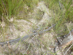 Fimbristylis tristachya