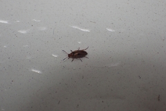 Anaspis