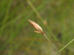 Fimbristylis tristachya