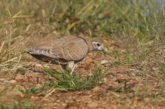 Phaps histrionica