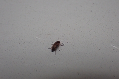 Anaspis