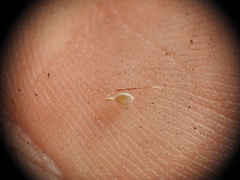 Fimbristylis tristachya