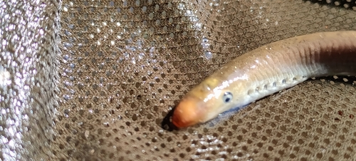 Po brook lamprey (Lethenteron zanandreai) — Petromyzontidae — 3