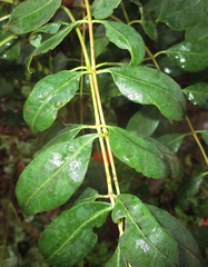 Sclerocarya birrea caffra