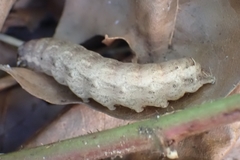 Noctuinae