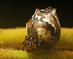 Phoroncidia sextuberculata