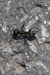 Camponotus japonicus